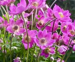 Attēlu rezultāti vaicājumam “Anemone sylvestris”