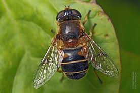 Attēlu rezultāti vaicājumam “Eristalis sp.”