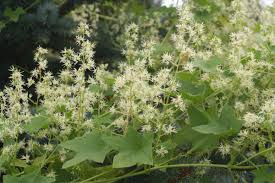 Attēlu rezultāti vaicājumam “Echinocystis lobata flower”