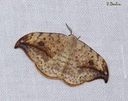 Attēlu rezultāti vaicājumam “Drepanidae”