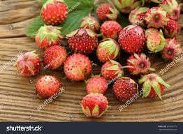 Attēlu rezultāti vaicājumam “Fragaria viridis”