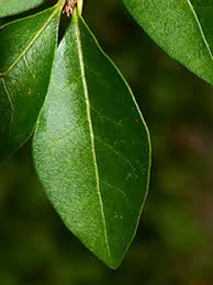 Attēlu rezultāti vaicājumam “Ligustrum vulgare”