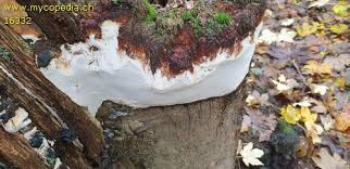 Attēlu rezultāti vaicājumam “Perenniporia medulla-panis”