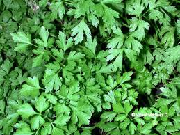 Attēlu rezultāti vaicājumam “Umbelliferae”