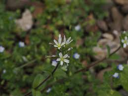Attēlu rezultāti vaicājumam “Cerastium holosteoides leaf”