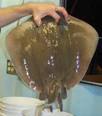 Image result for Hypanus say