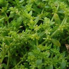 Attēlu rezultāti vaicājumam “Herniaria glabra flower”