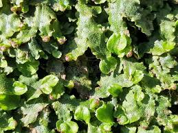 Attēlu rezultāti vaicājumam “Conocephalum”