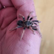 Znalezione obrazy dla zapytania Grammostola grossa