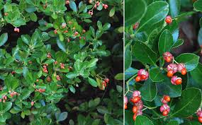 Attēlu rezultāti vaicājumam “Euonymus fruit”
