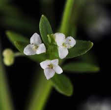 Attēlu rezultāti vaicājumam “Galium trifidum”