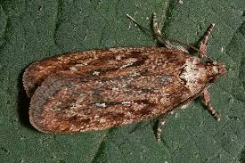 Attēlu rezultāti vaicājumam “Depressaria olerella”