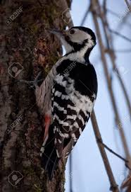 Attēlu rezultāti vaicājumam “Dendrocopos leucotos female”