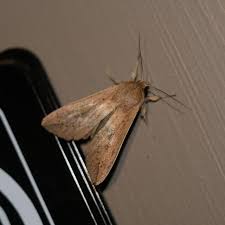 Attēlu rezultāti vaicājumam “Mythimna sp.”