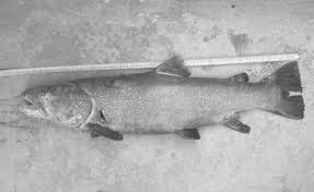 Image result for Salmo marmoratus