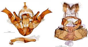 Attēlu rezultāti vaicājumam “Spiris striata”