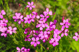 Attēlu rezultāti vaicājumam “Dianthus deltoides flower”