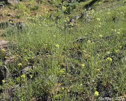 Attēlu rezultāti vaicājumam “Sisymbrium altissimum”