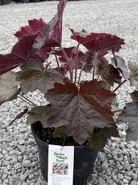 Image result for Heuchera `Palace Purple`