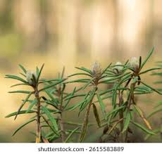 Attēlu rezultāti vaicājumam “Ledum palustre leaf”