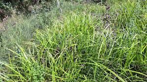 Attēlu rezultāti vaicājumam “Scirpus sylvaticus leaf”