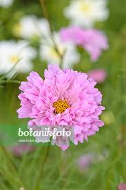 Image result for Cosmos bipinnatus `Double Click`