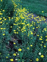 Attēlu rezultāti vaicājumam “Anthemis tinctoria flower”