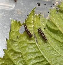 Attēlu rezultāti vaicājumam “Lymantria monacha pupa”