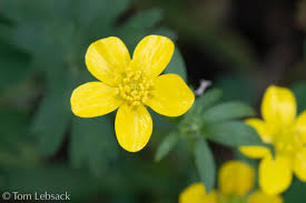 Attēlu rezultāti vaicājumam “Ranunculus sceleratus flower”