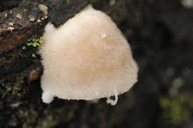 Attēlu rezultāti vaicājumam “Postia leucomallella”