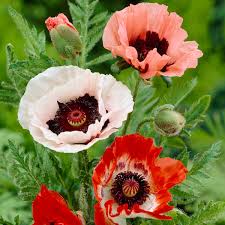 Image result for Papaver orientale