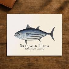 Image result for Katsuwonus pelamis