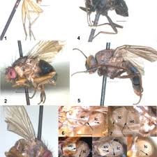 Attēlu rezultāti vaicājumam “Paramesus obtusifrons”