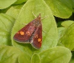 Attēlu rezultāti vaicājumam “Pyrausta aurata”