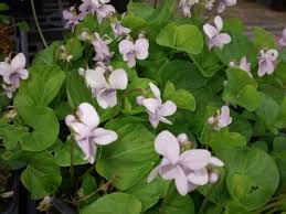 Attēlu rezultāti vaicājumam “Viola palustris”