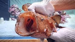 Image result for Lophius americanus