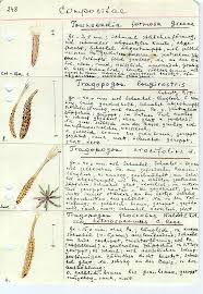 Attēlu rezultāti vaicājumam “Tragopogon heterospermus”