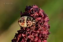 Attēlu rezultāti vaicājumam “Carpocoris sp. nymph”