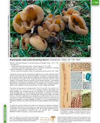 Attēlu rezultāti vaicājumam “Sowerbyella radiculata”