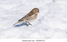 Attēlu rezultāti vaicājumam “Carduelis flammea female”