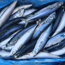 Image result for Scomber scombrus