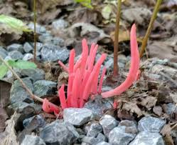 Attēlu rezultāti vaicājumam “Clavaria sphagnicola”