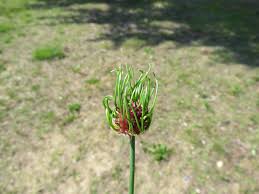 Attēlu rezultāti vaicājumam “Allium oleraceum bud”
