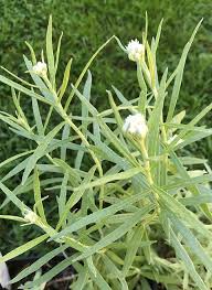 Attēlu rezultāti vaicājumam “Anaphalis margaritacea leaf”
