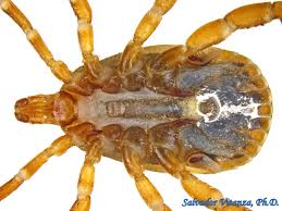 Attēlu rezultāti vaicājumam “Ixodes male”