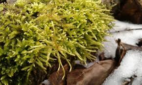 Attēlu rezultāti vaicājumam “Callicladium haldanianum”