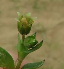Attēlu rezultāti vaicājumam “Stellaria pallida”