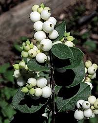 Attēlu rezultāti vaicājumam “Symphoricarpos albus fruit”
