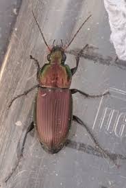 Attēlu rezultāti vaicājumam “Poecilus versicolor”