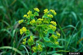 Attēlu rezultāti vaicājumam “Euphorbia virgata flower”